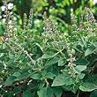 Organic Holy Basil Herb 100 Seeds