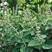 Organic Holy Basil Herb 100 Seeds
