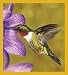 Humming Bird with purple Flower Bookmark Image