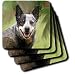 Australian Cattle Dog - Set Of 8 Ceramic Tile Coasters