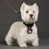 Puplight LED Lighted Collar - Blue - Frontgate, Blue
