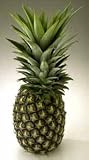 cover of Sugarloaf Pineapple Plant -Ananas c. Sugarloaf - SALE*