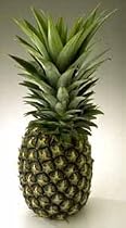 Sugarloaf Pineapple Plant Ananas C. Sugarloaf