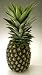 Sugarloaf Pineapple Plant -Ananas c. Sugarloaf - SALE*