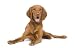 Vizsla ( 9 Mois) in Front of a White Background - 24