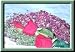 The Enchanted Wilderness Dried Red Rose Buds and Petals One Pound Image