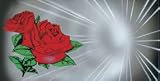 AIRBRUSHED LICENSE PLATES -ROSES - RED SPIRAL GREY License Plate - #31
