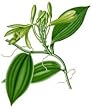 vanilla powder