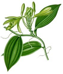 vanilla powder