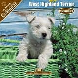 2008 Puppies : W. Highland Terrier 2008 16 Month Wall Calendar **IN STOCK NOW**
