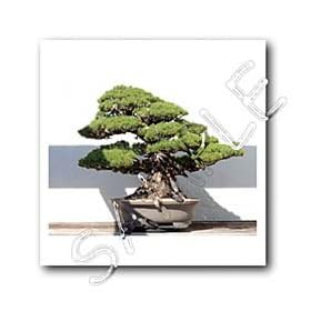 Trees - Bonsai Tree - Iron on Heat Transfers