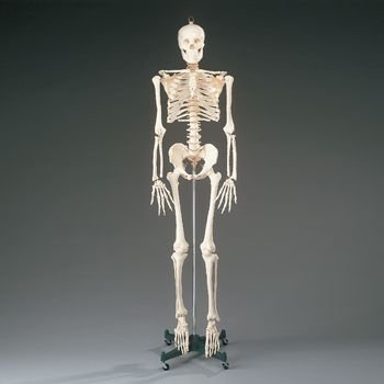 Budget Bucky Skeleton With Stand -5 12 Feet Tall