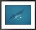 A Manta Ray, Manta Birostris, Seems to Fly Through Water with Wings National Geograph...