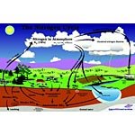 Nitrogen Cycle Poster and Transparency