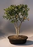 Flowering Dwarf Pomegranate Bonsai Tree.(punica granatum)
