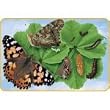 BUTTERFLY GIANT LIFECYCLE PUZZLE