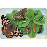 BUTTERFLY GIANT LIFECYCLE PUZZLE