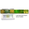 Prepared Slides - Leaf Structure Set A (Set of 6)