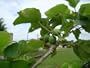 Jatropha curcas - bio-diesel producing plant 25 seeds
