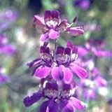 Chinese Houses (Collinsia heterophylla) - Jumbo Wildflower Seed Packet