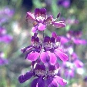 Chinese Houses (Collinsia heterophylla) - Jumbo Wildflower Seed Packet