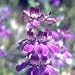 Chinese Houses (Collinsia heterophylla) - Jumbo Wildflower Seed Packet