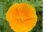 3,600 Orange California Poppy Seeds with Free Shipping