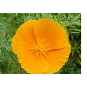 3,600 Orange California Poppy Seeds with Free Shipping