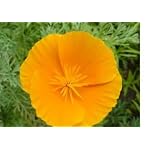 3,600 Orange California Poppy Seeds with Free Shipping