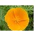 3,600 Orange California Poppy Seeds with Free Shipping