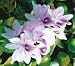 Water Hyacinth (Blue Shell ~ Shellflower), each
