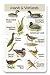 Identiflyer SongCard - Birds of the Marsh and Wetlands