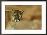 A mountain lions pauses in front of the camera Animals Framed Art Poster Print by Norbert Rosing, 29x21