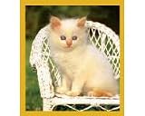 Sitting Pretty
