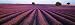 Lavender Field, Fragrant Flowers, Valensole, Provence, France Photographic Poster Print by Panoramic Images , 32x96