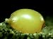 Earthworm, Cocoon, UK Photographic Poster Print by Oxford Scientific, 24x18
