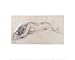 Naked Woman Lying on Her Stomach By Edgar Degas. ART PRINT Size: 20 x 16 Inches