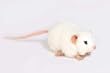 White Mouse Stuffed Animal Plush Toy 5" L