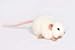 White Mouse Stuffed Animal Plush Toy 5" L