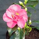 Review   / Camellia Lady de Saumarez