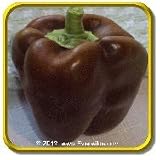 1 Oz - Sweet Pepper Seeds - 'Chocolate Beauty' Bulk Vegetable Seeds