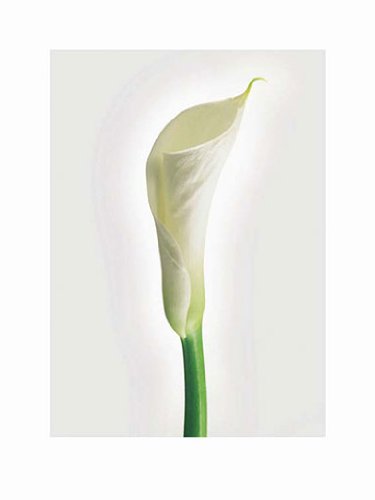 Eurographics ZC1103 Ziggy Cr&auml;mer, Calla 30 x 40 cm, Hochwertiger Kunstdruck Preisvergleich