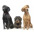 10 Capsules Nitenpyram for Dogs 25 - 125 lbs. Works Like Capstar® - Flea Killer, Flea Relief, Flea Treatment, Flea Protection, Flea Control