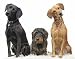 10 Capsules Nitenpyram for Dogs 25 – 125 lbs. Works Like Capstar® – Flea Killer, Flea Relief, Flea Treatment, Flea Protection, Flea Control