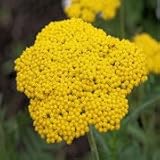Gold Yarrow (Achillea filipendulina) - Jumbo Wildflower Seed Packet