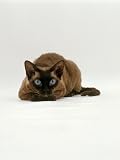 Domestic Cat, Seal Point Devon Si-Rex Lying on Floor Photographic Poster Print by Jane Burton, 12x16