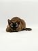 devon rex - Domestic Cat, Seal Point Devon Si-Rex Lying on Floor Photographic Poster Print by Jane Burton, 12x16