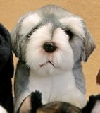 Plush Schnauzer Puppy Sitting 7