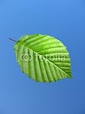 Wallmonkeys Peel and Stick Wall Decals - Buchenblatt - 60