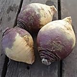 Organic Helenor Rutabaga - 100 Seeds - B001IDBIIQ